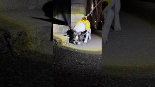 フレブルと夜散歩に行ったら…暗闇でもビビらず興味津々w
