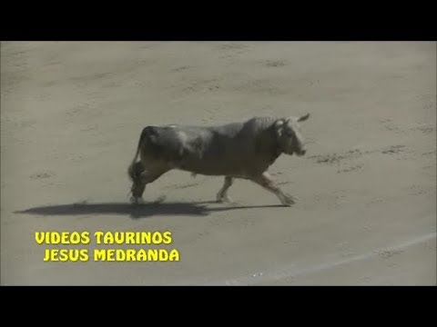 Borox...Encierro y Suelta de reses 2017