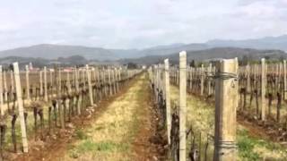 Azienda Agricola Pierpaolo Pecorari