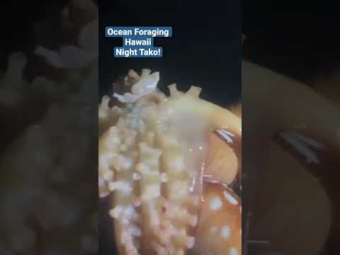 Night Tako Hunting in Hawaii: The Greatest Adventure Yet!