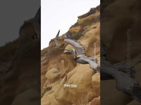 Crazy Peregrine Falcon attacking a Pelican for flying too close to her Nest.  #falcons #peregrine