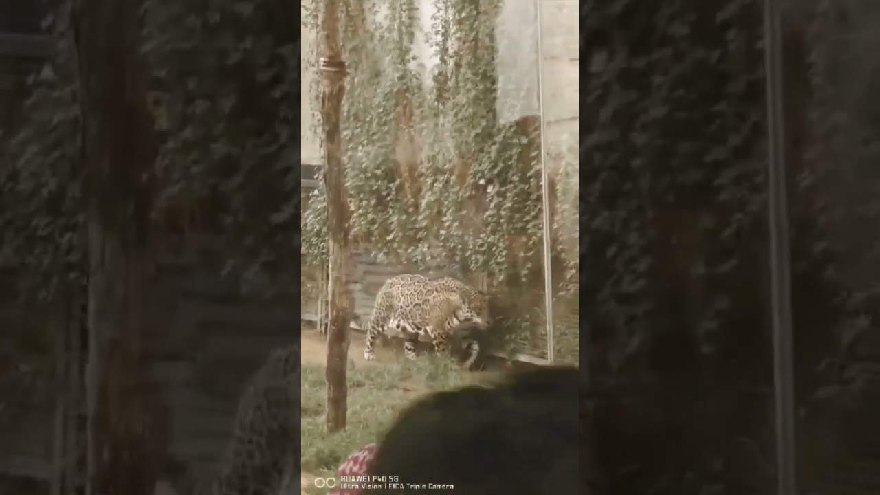 Do not pet this animal #lynx