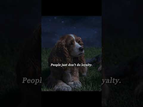 Lady and the Tramp (2019) | A Bitter Truth Under the Stars 🌙🐾💔