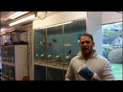 breeding greenfinches episode 5