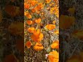 Antelope Valley Poppy Preserve #vizitamerica #poppy #flowers #california