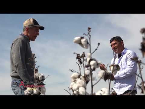 Cosecha de Algodón - zona San Bernardo Provincia de Santa Fe - Ing. Agr. Jaime Parra - segunda parte