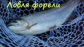 Приманки для ловли кумжи на озере