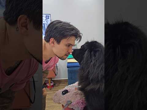 QUEM FEZ XIXI NO SOFÁ 👀😂 #cachorro #funny #shorts