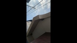 近所のツバメさん