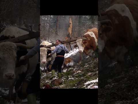 Šaronja #ox #loging #vilagelife