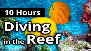 ASMR: UNDERWATER Sounds - DIVING in the REEF - 10 Hours - Relaxation / Sleep / Meditation