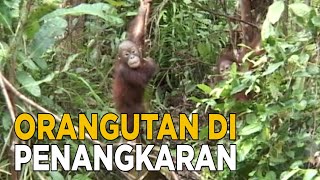 Download lagu Mengintip kehidupan Orangutan di rehabilitasi | JELANG SIANG mp3