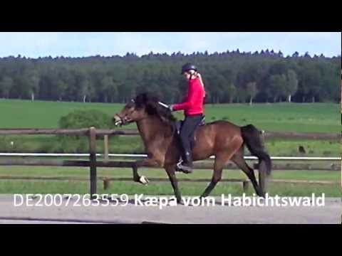 DE2007263559 - Kæpa vom Habichtswald - www.kronshof.de