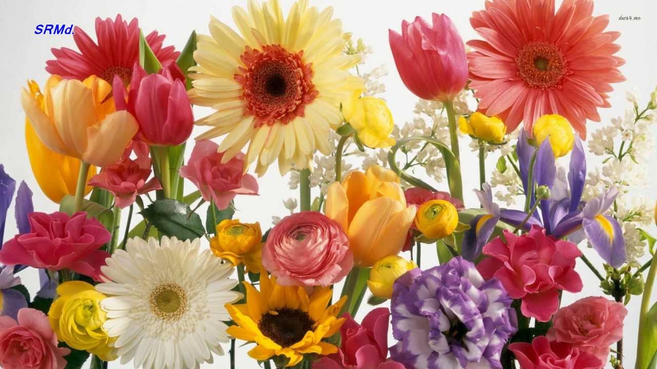 Panneer Poove Song Lyrics | Gnayirum Thingalum | L. R. Eswari, A. L. Ragavan