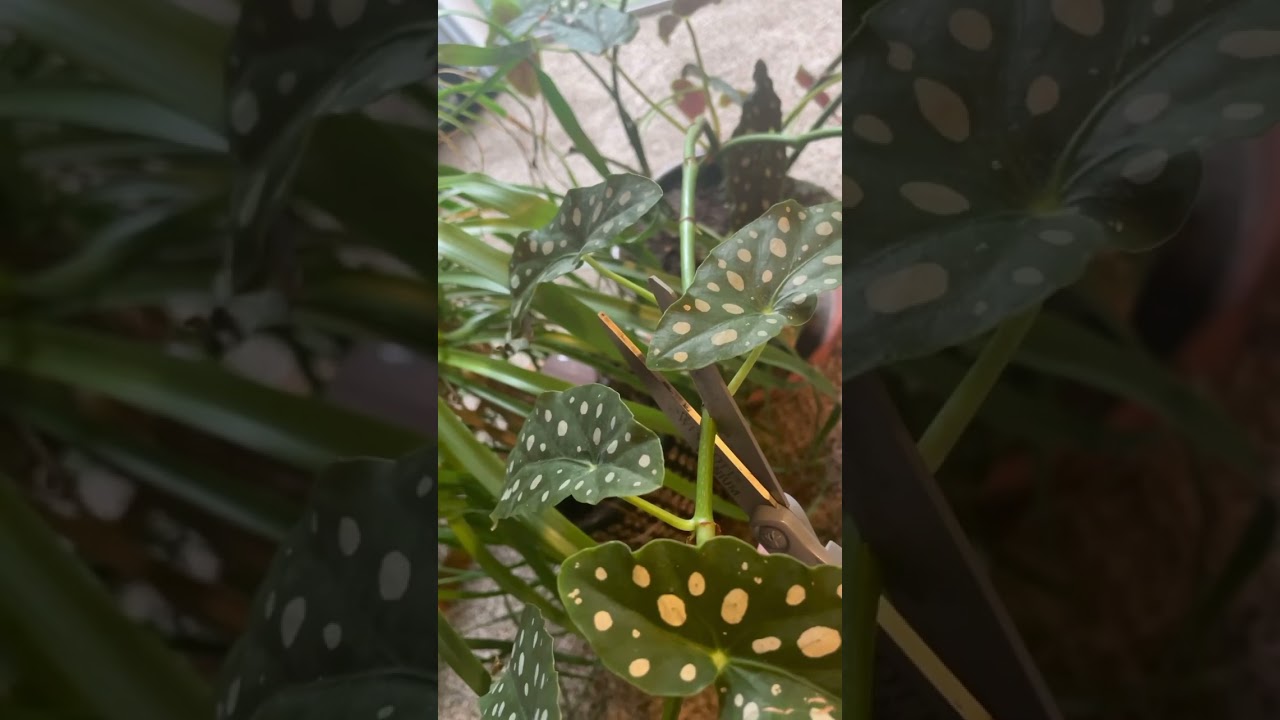 Angel wing begonia #houseplants #propogation