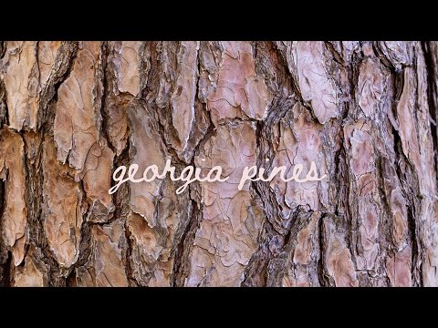 Georgia Pines
