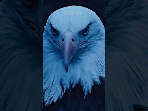 The Strongest Animals 💀🗿