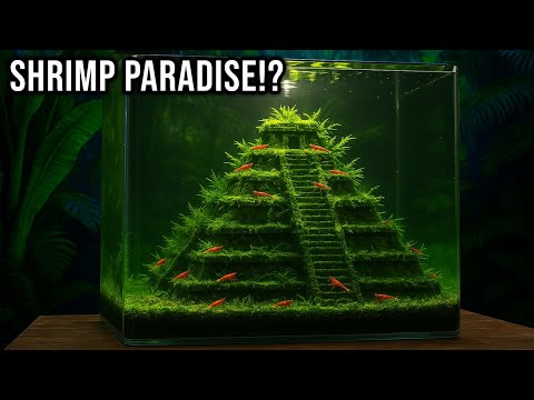 Can This DIY Filter Create The Perfect Shrimp Breeding Tank?