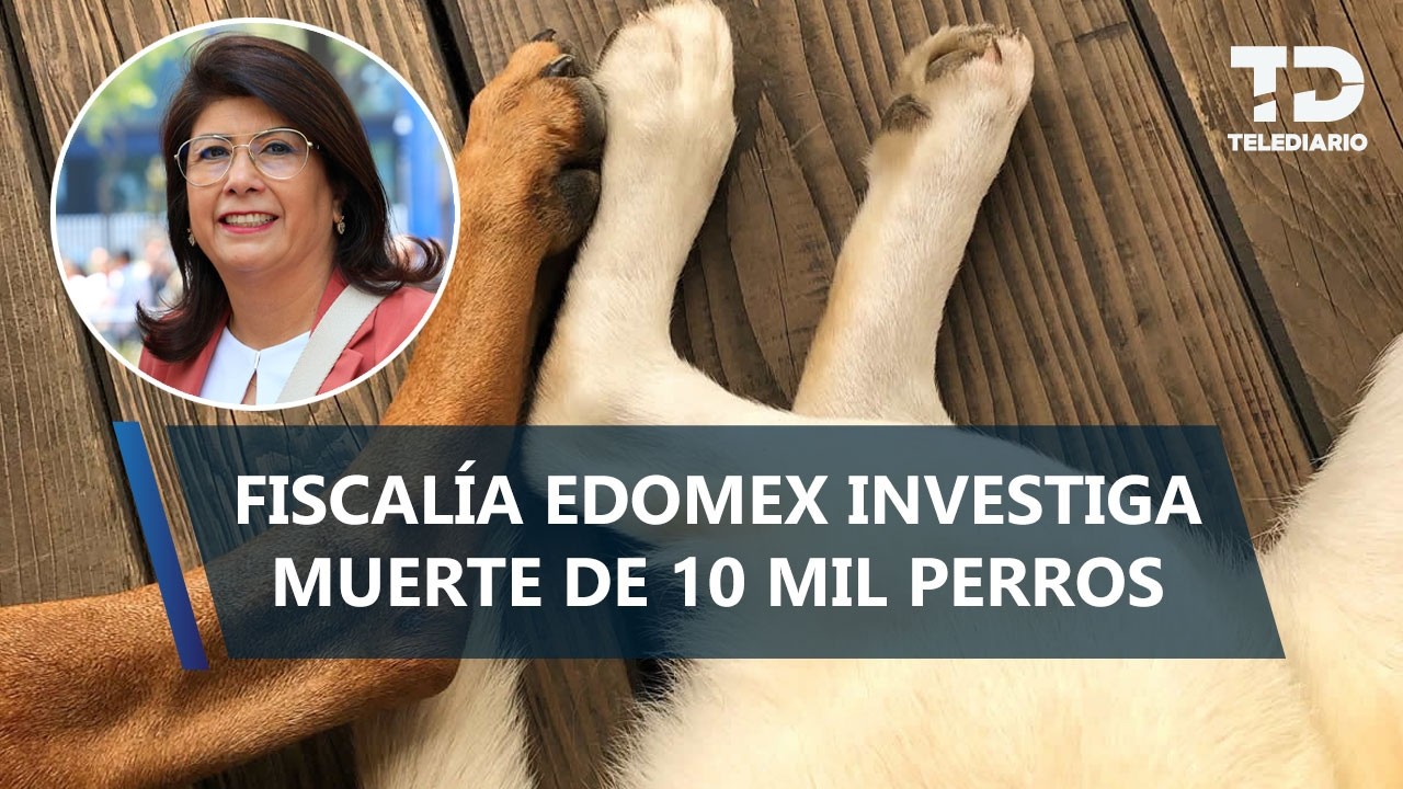 ¿Qué pasó? Esto sabemos del sacrificio de 10 mil perritos en Tecámac