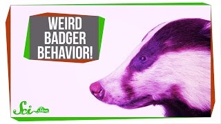 This Badger Buried a Whole Baby Cow!