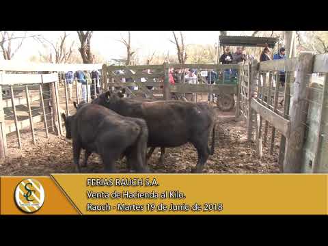19-06-18 Venta de Hacienda al Kilo - Ferias Rauch S.A. - Rauch.