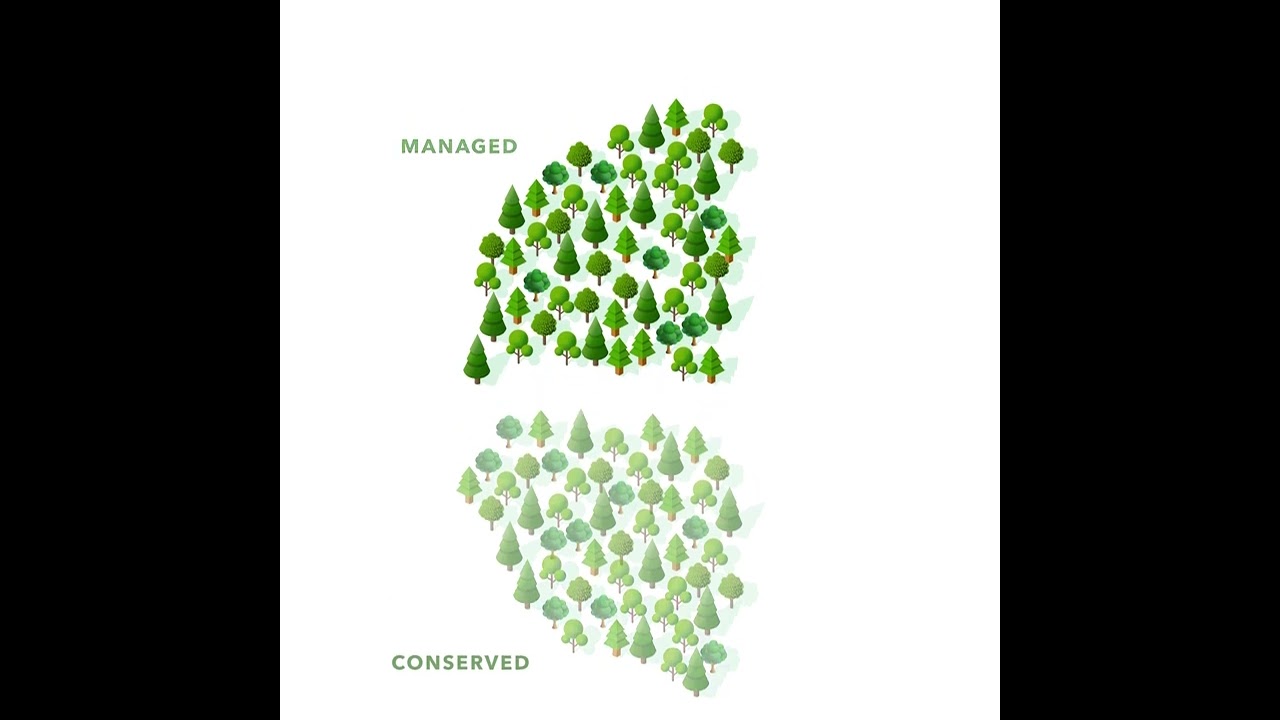 Forestry For The Future - Conservation