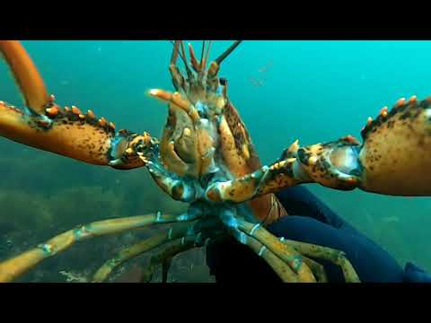 Scuba Diving at Magnolia Rocks