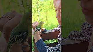 Download lagu 🥰 Sirtu Jinak Gacor Bisa Dipegang #gacor #trending #kicaumania mp3