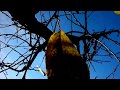 SOUTH WIND with PLANXTY IRWIN by TURLOUGH O`CAROLAN