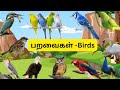 Birds Name In Tamil English பறவைகள் பெயர்கள் Learn Birds For Kids