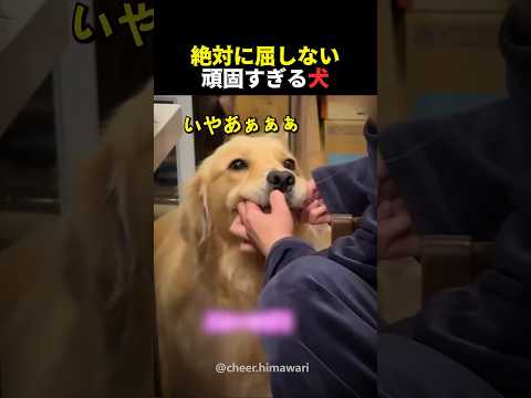 絶対に屈しない頑固すぎる犬