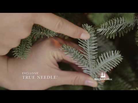 バルサムヒル™ |フレーザーファーナローツリー