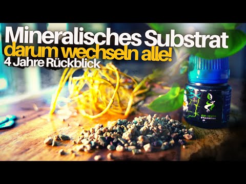 Growing houseplants in mineral substrate - Pon and hydroponics complete guide