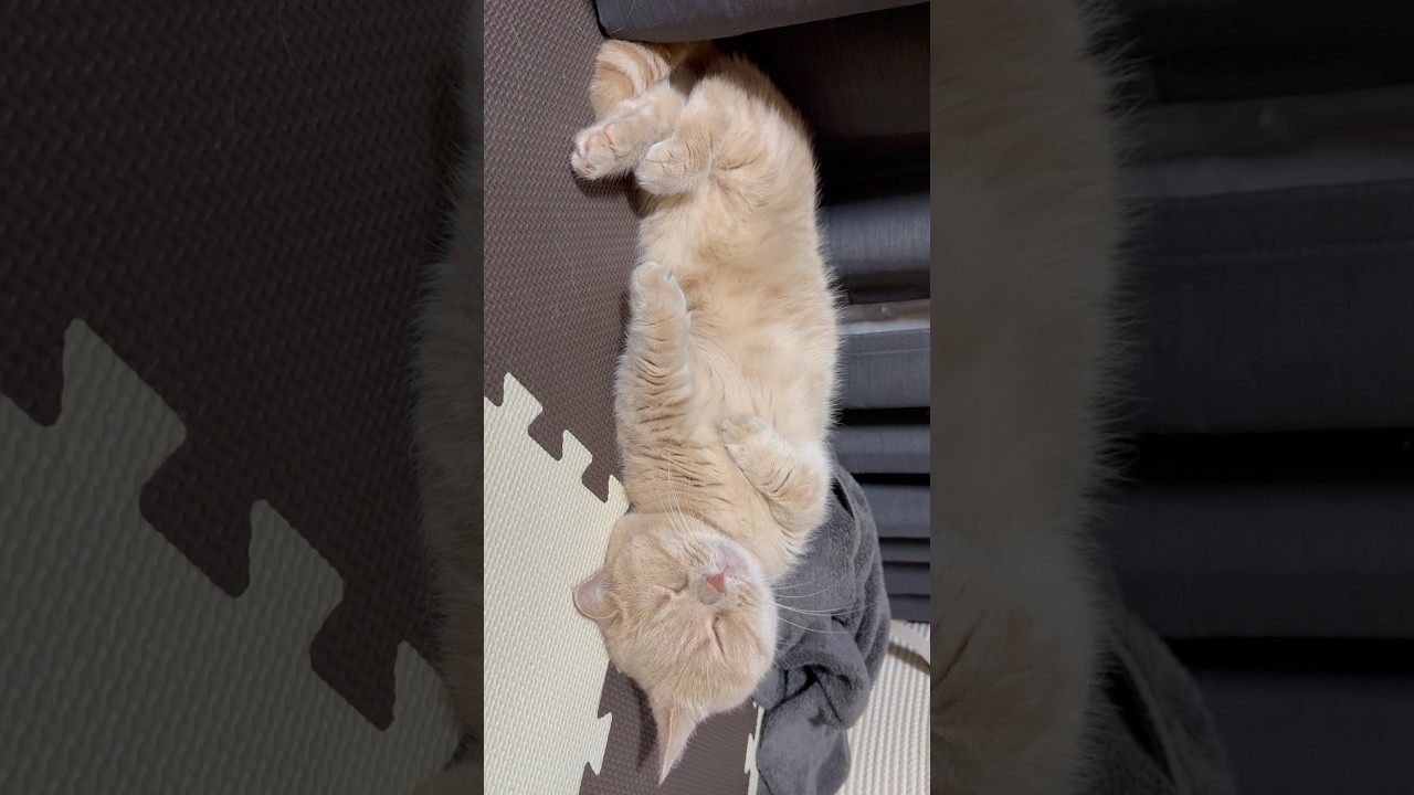 ねむねむおむぎ🥱#むぎあお #マンチカン #スコティッシュフォールド #cat #猫 #癒し
