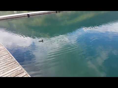 Plavsko jezero Patke