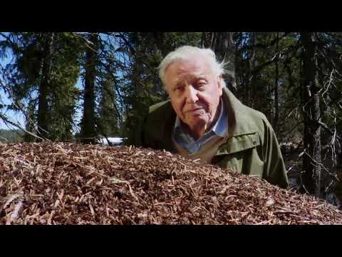 Attenborough and the Empire of the Ants