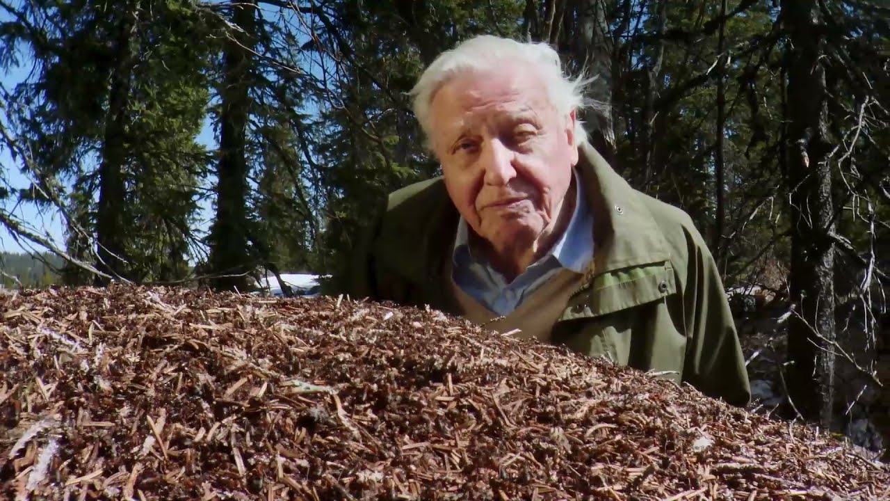Attenborough and the Empire of the Ants