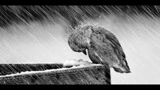 Steven Page's "No Song Left to Save Me": An Unofficial Fan Video