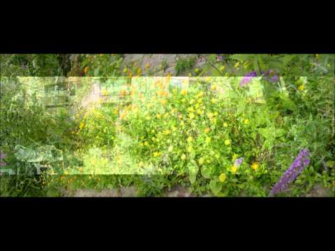 tuin 2012 met Theo Bijlhout "In Uw koninkrijk"