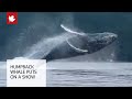 Incredible Video Shows Humpback Whale Breaching Near Kayakers
