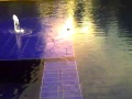 NIDJI GOTCHA TV Rama And The Swimming Frog Mp4