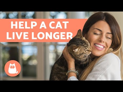 How to make a cat LIVE Longer 🐈 10 Helpful TIPS