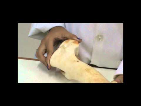 UFAM - Curso de ZOOtecnia - Disciplina: Anatomia Animal - Esqueleto Apendicular (Membros Torácicos)