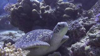 preview picture of video 'Naigani Island Resort Fiji - Dive Video HD'