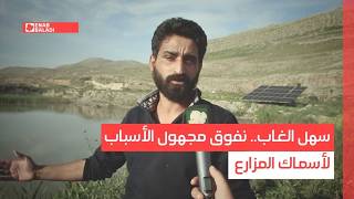 سهل الغاب.. نفوق مجهول الأسباب لأسماك المزارع