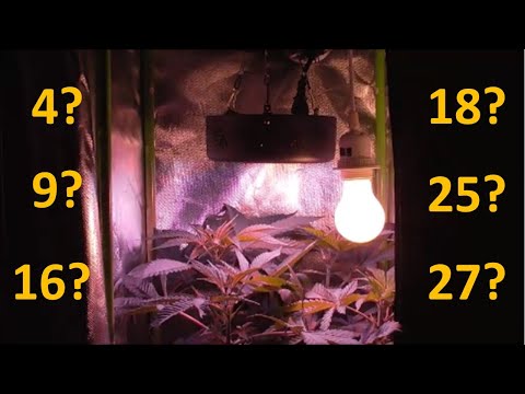 Wie viele Pflanzen in der Growbox, welche Topfgröße, und welche Anordnung?