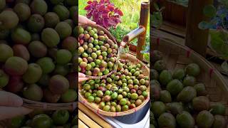 Download lagu Sineguelas spanish plum π«π΅π mp3 Download lagu Sineguelas spanish plum π«π΅π mp3