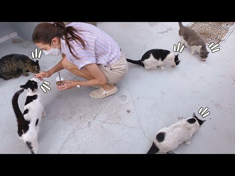 Introducing Our Stray Cat Family in Seoul! 🐈