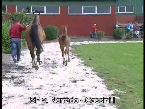 Stall NAGEL Nachkommen des Hengstes NERRADO v. Nekton