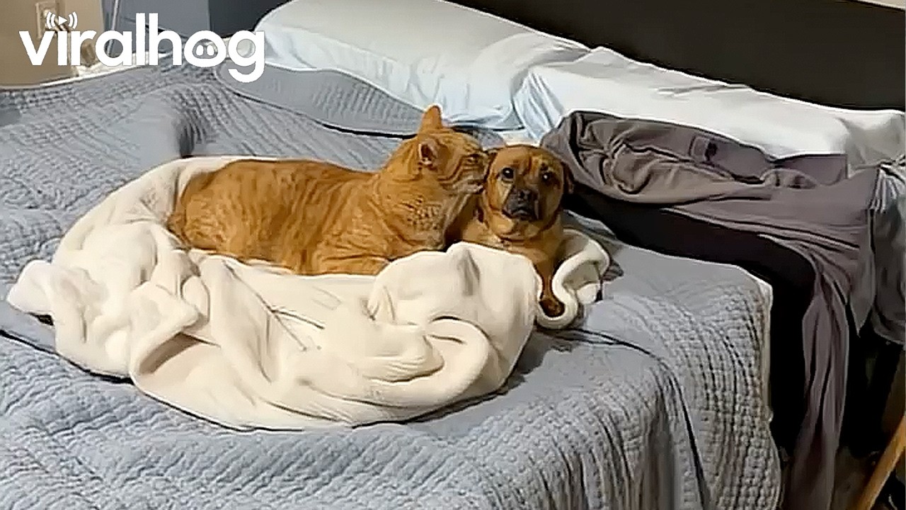 Worried Dog Getting Licked by Weird Cat || ViralHog